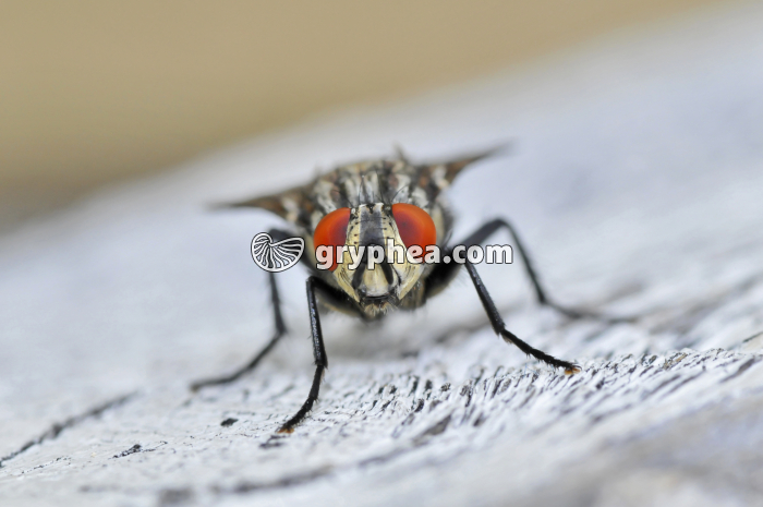 Mouche - yeux composés (Calliphora erythrocephala) - gryphea.com